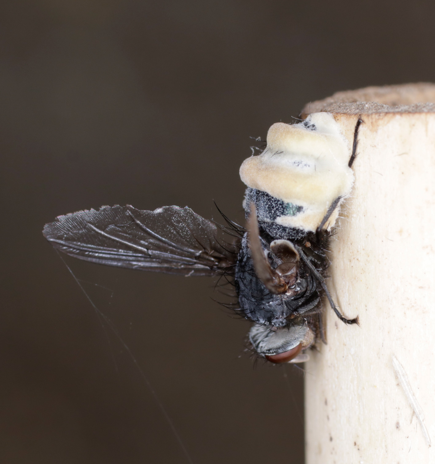 Mosca uccisa da un fungo diabolico